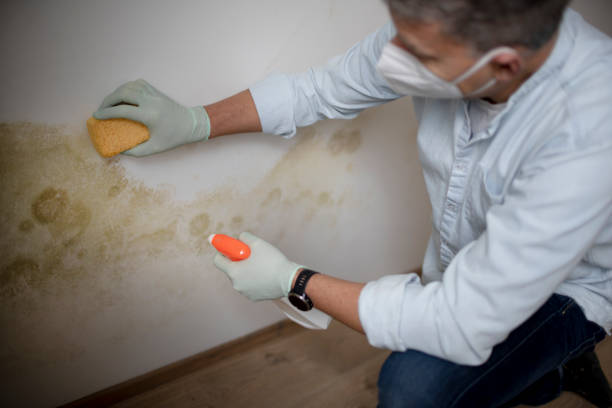 Best Same-Day Mold Removal  in Union Hill Novelty Hill, WA