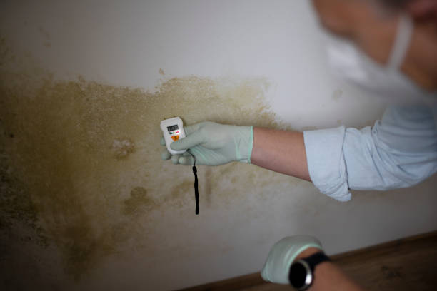 Best Commercial Mold Removal  in Union Hill Novelty Hill, WA