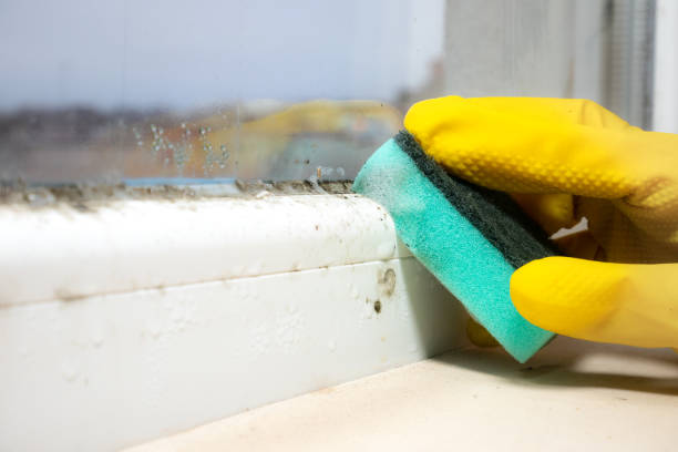 Best Residential Mold Removal  in Union Hill Novelty Hill, WA