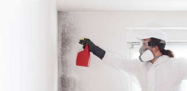 Best Local Mold Removal Service  in Union Hill Novelty Hill, WA