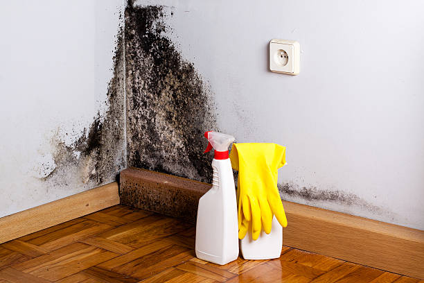 Best Toxic Mold Removal  in Union Hill Novelty Hill, WA